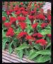 Seminte profesionale Celosia cristata - Creasta cocosului - imagine 48928